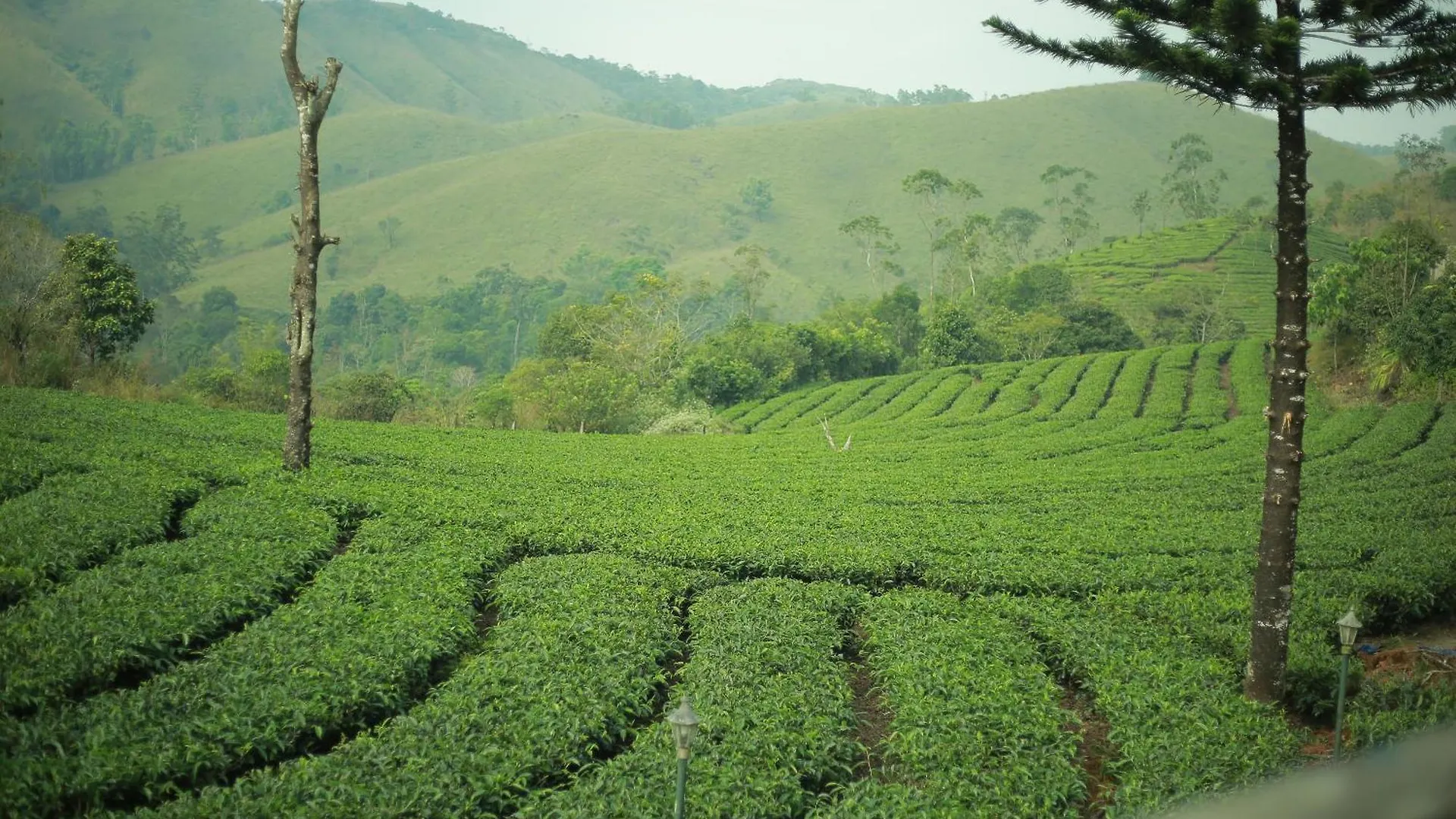 Homestay Pine Trees Home Holidays Vagamon India