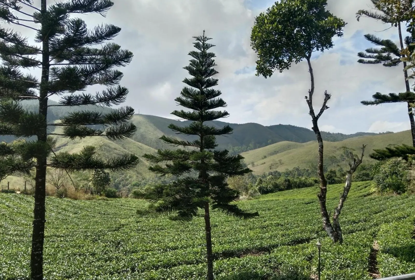 Pine Trees Home Holidays Vagamon India