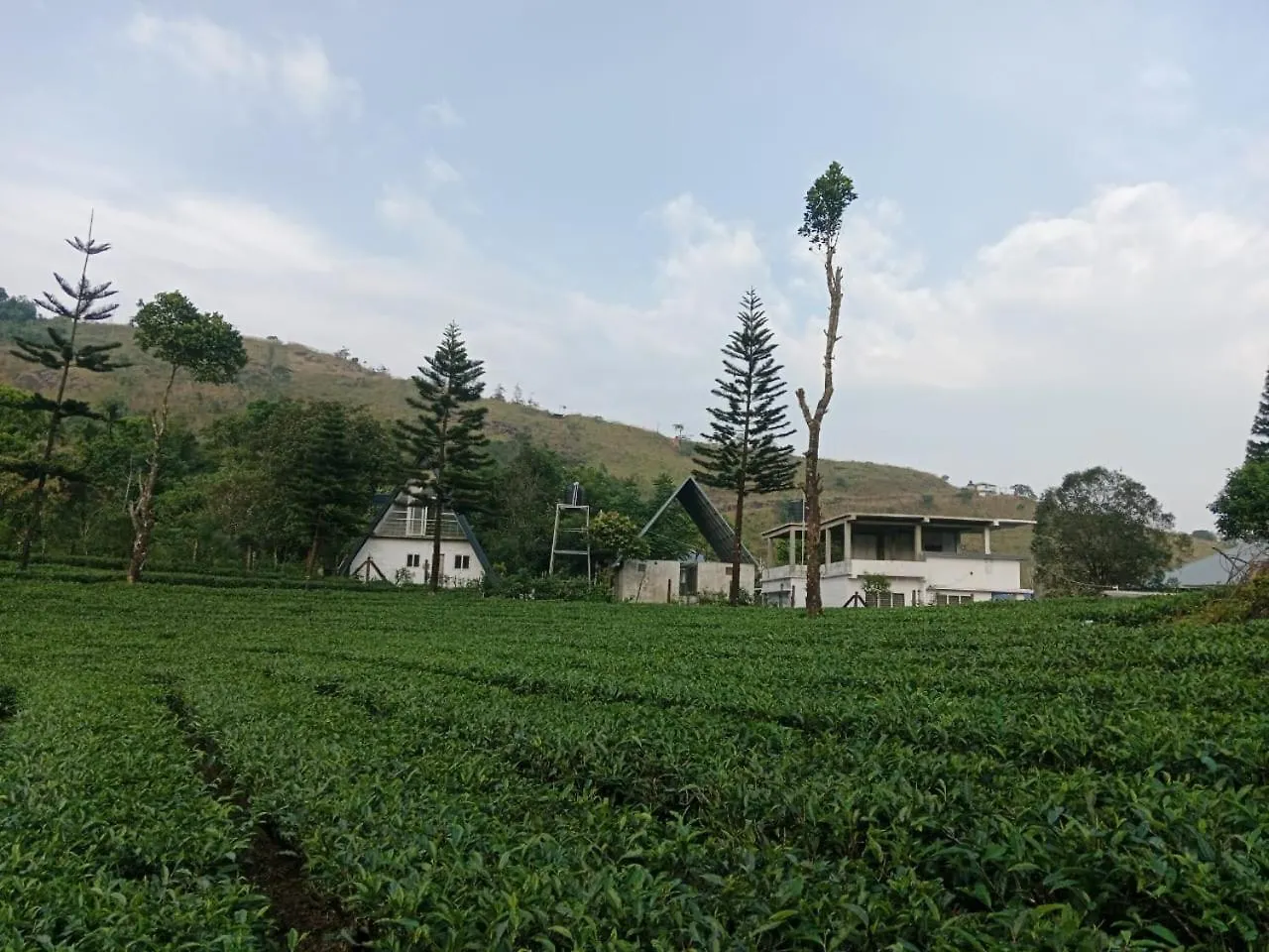 Pine Trees Home Holidays Vagamon Homestay